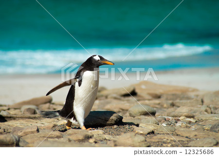 Gentoo penguin 12325686
