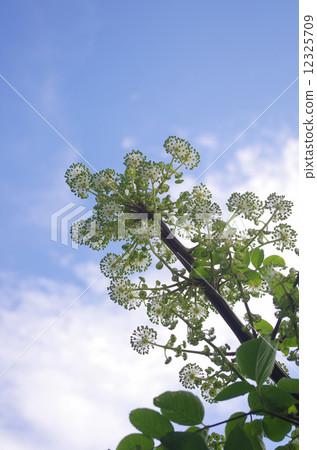 藍天和Udo花 12325709