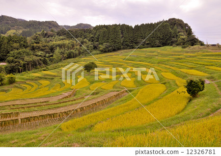 Paddy field 12326781