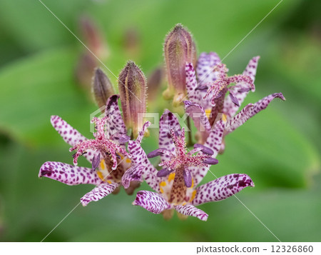 開花在Nobe的Hototogisu花 12326860