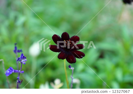 Chocolate Cosmos Chocolate Cosmos 12327067