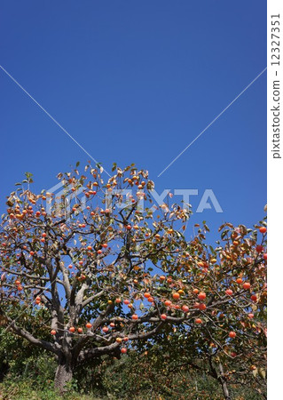 秋季天氣的秋天領域 12327351