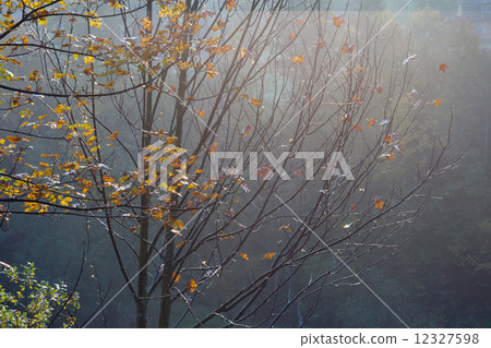 Autumn twig 12327598