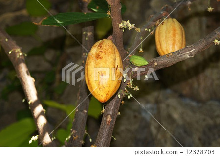 Cacaononoki Cacaononoki 12328703