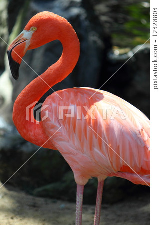 Flamingo  12328803