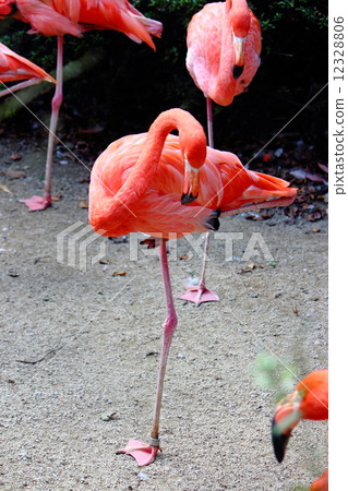 Flamingo  12328806