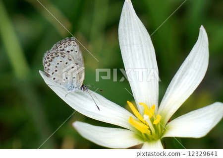 Tamasare and Shijiku Tamasare and Shijiku 12329641