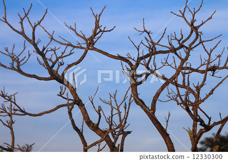 圖庫照片: tree branches