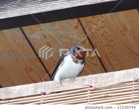 Swallow  12330749