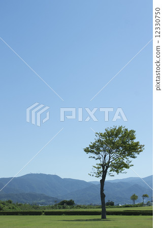 Trees and Aozora 12330750