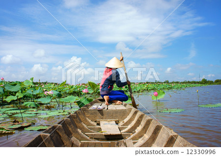 Vietnamese village, row boat, lotus flower, lotus pond 12330996