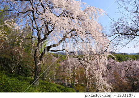 Kyoto Tenryu-ji Temple of Wakkyu Hill folded cherry blossoms Kyoto Tenryu-ji Temple of Wakkyu Hill folded cherry blossoms 12331075