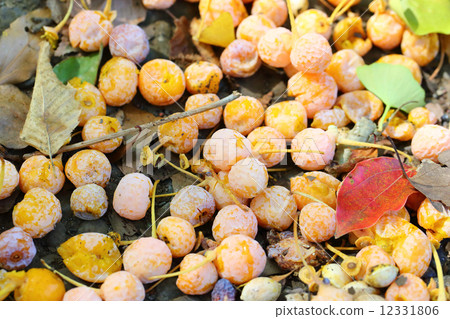 Ginkgo 12331806