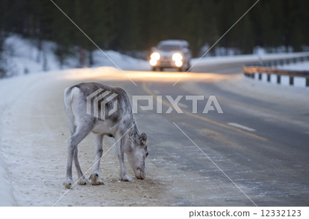 reindeer portrait in winter snow time in lapland reindeer portrait in winter snow time in lapland 12332123