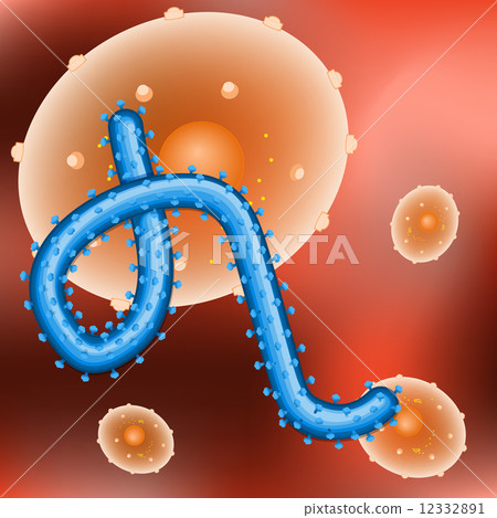 virus ebola and human cell 12332891