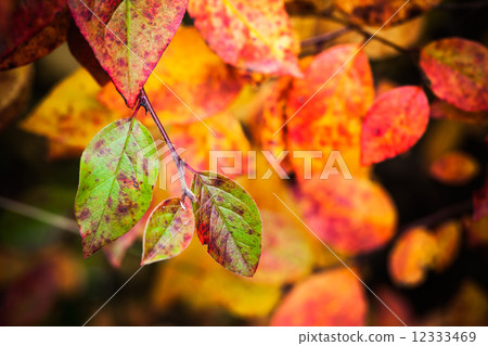 Fall season nature background. Bright colorful autumn leaves 12333469