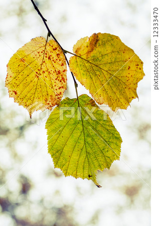 Fall season nature background. Yellow green autumn leaves 12333470