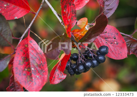 Branch of black chokeberry with black fruits and red leaves Branch of black chokeberry with black fruits and red leaves 12333473