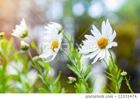 Macro photo of big white daisies in the garden, toned effect 12333474
