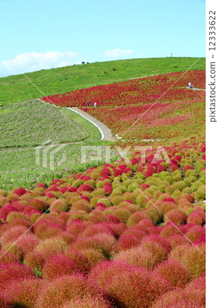 KOKIA KOKIA 12333622