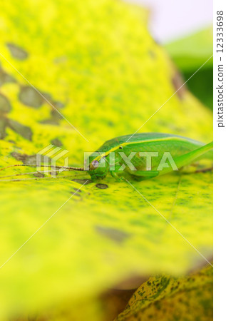 葉子上的蝌蚪 葉子上的蝌蚪 12333698