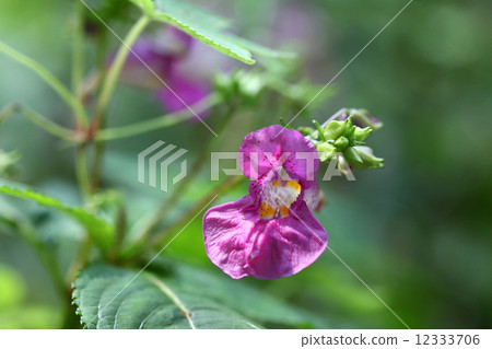 Natural plant bloom, blossom red purple blossoming in a damp dimly valley 12333706