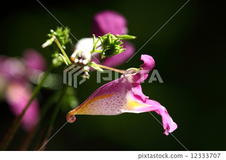 Natural plants, honey is contained in a tightly wrapped tail. It seems that only some bees can enjoy this honey 12333707