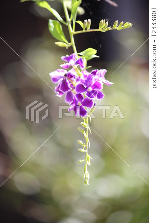 Duranta Takarazuka 12333801