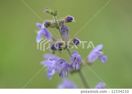 Natural plant Aquino tams lago, when the light hits, thin hair like larch hair is shining and it is beautiful Natural plant Aquino tams lago, when the light hits, thin hair like larch hair is shining and it is beautiful 12334210