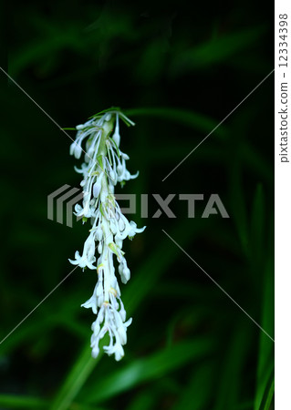 White flower of Nosiran White flower of Nosiran 12334398