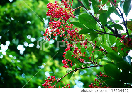 When the fruit of the coral rose turns red 12334402