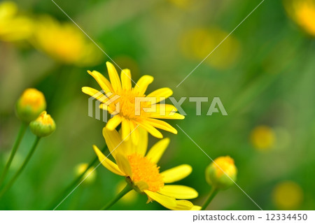 朱利葉斯黛西 朱利葉斯黛西 12334450