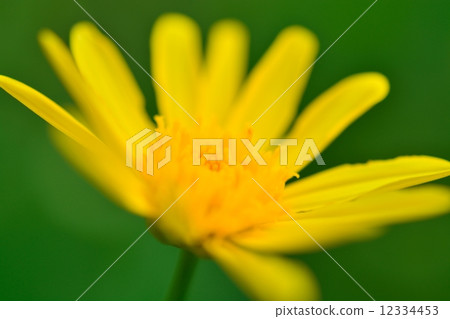 朱利葉斯黛西 12334453