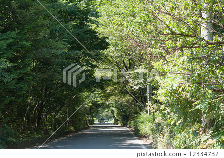 Green Tunnel Green Tunnel 12334732