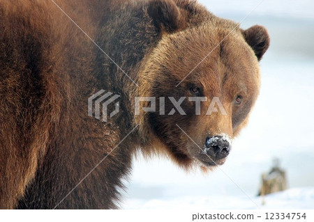 Grizzly_ Grizzly Brown Bear 12334754