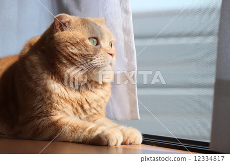 A cat watching outside on the window side 12334817