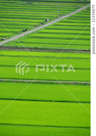 Field of Tanaguchi 12334875