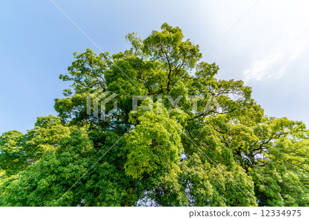 Kusunoki tree 12334975