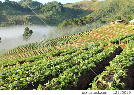 Beautiful landscape and fresh strawberries farm Beautiful landscape and fresh strawberries farm 12335039