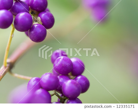 Midori Shikibu Midori Shikibu 12335171