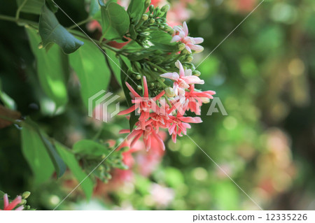 Quisqualis Indica Linn 12335226