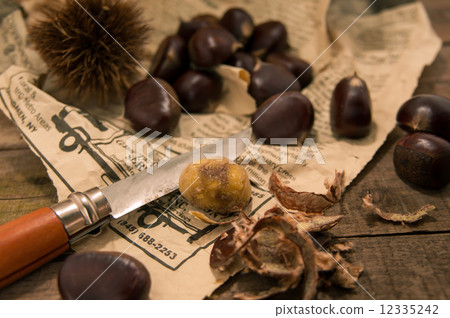 Chestnut Chestnut 12335242