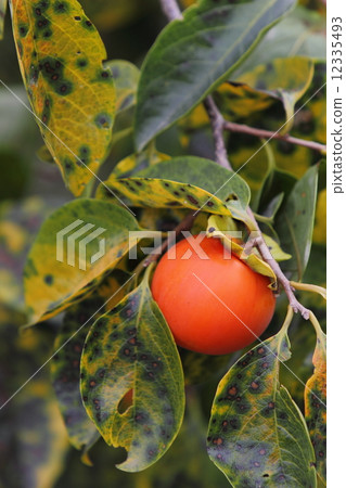 Persimmon nuts 12335493
