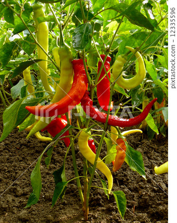 hot chili peppers 12335596