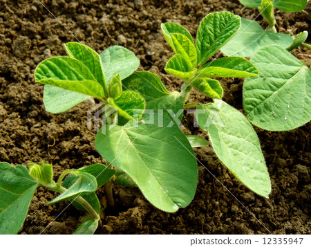 small soya plant small soya plant 12335947