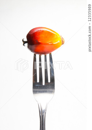 Oil palm fruit on fork Oil palm fruit on fork 12335989
