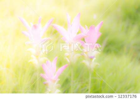 Pastel toned flowers Pastel toned flowers 12337176