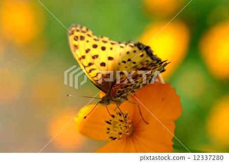 Butterfly and Cosmos Butterfly and Cosmos 12337280
