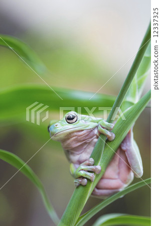 Australian Green Tree Frog Australian Green Tree Frog 12337325