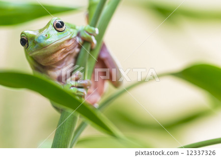 Australian Green Tree Frog Australian Green Tree Frog 12337326